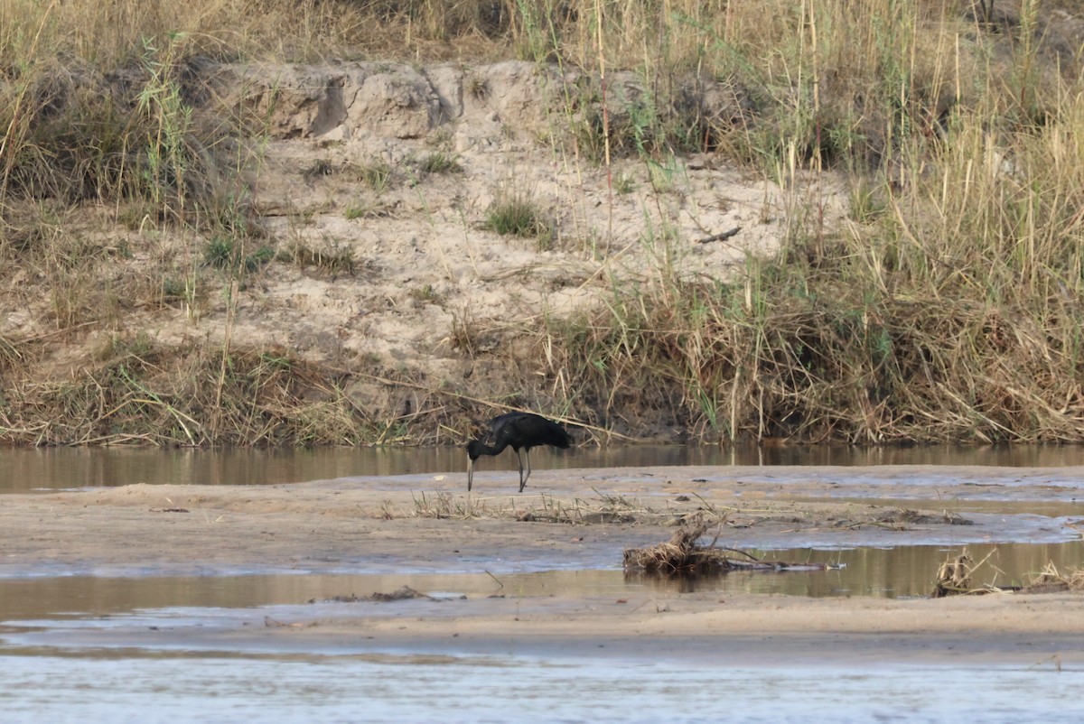 African Openbill - ML643693604