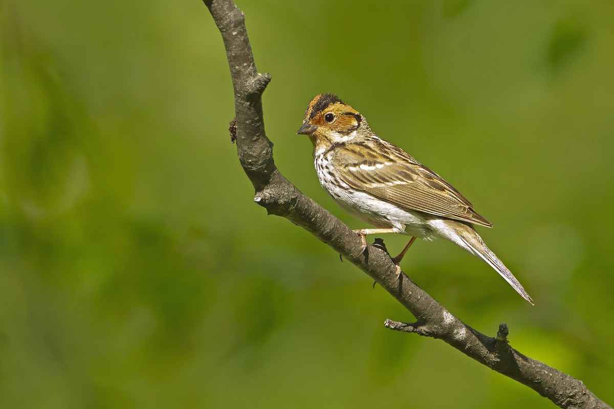 Little Bunting - ML643693610