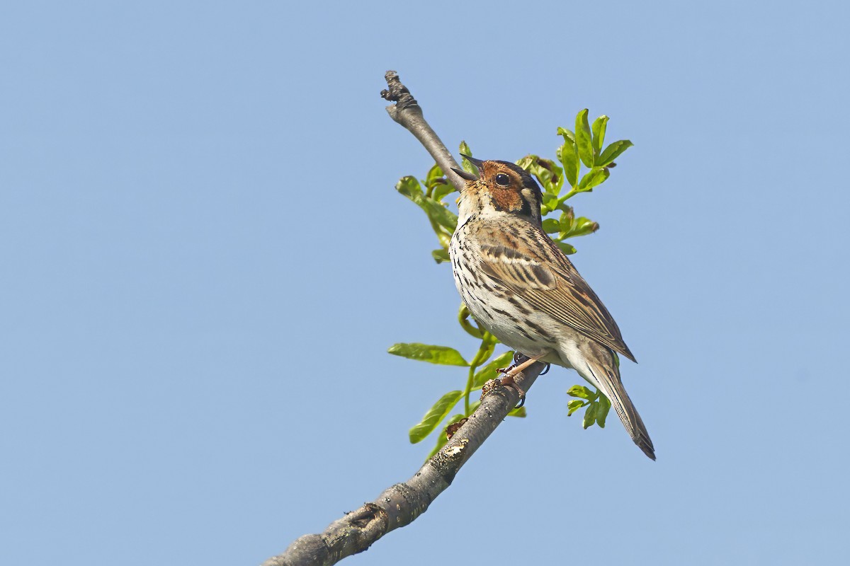 Little Bunting - ML643693612