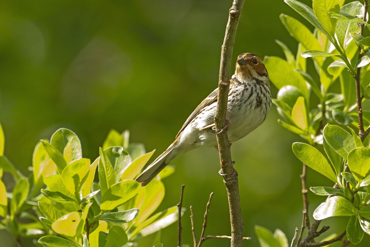 Little Bunting - ML643693613