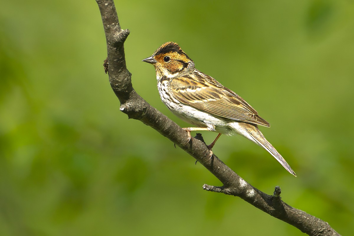 Little Bunting - ML643693616