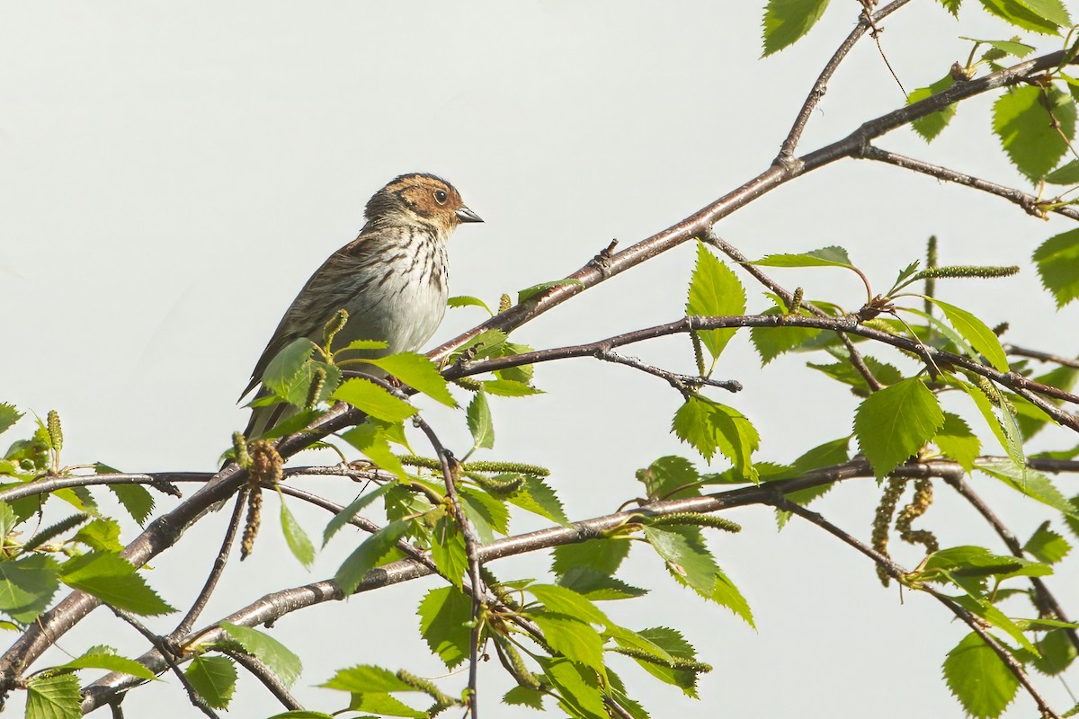 Little Bunting - ML643693618