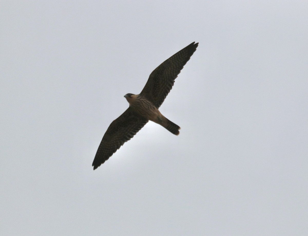 Eleonora's Falcon - ML643693620