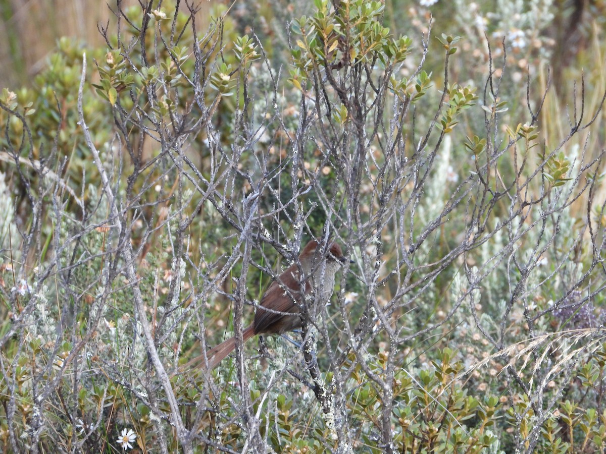 White-chinned Thistletail - ML643693626