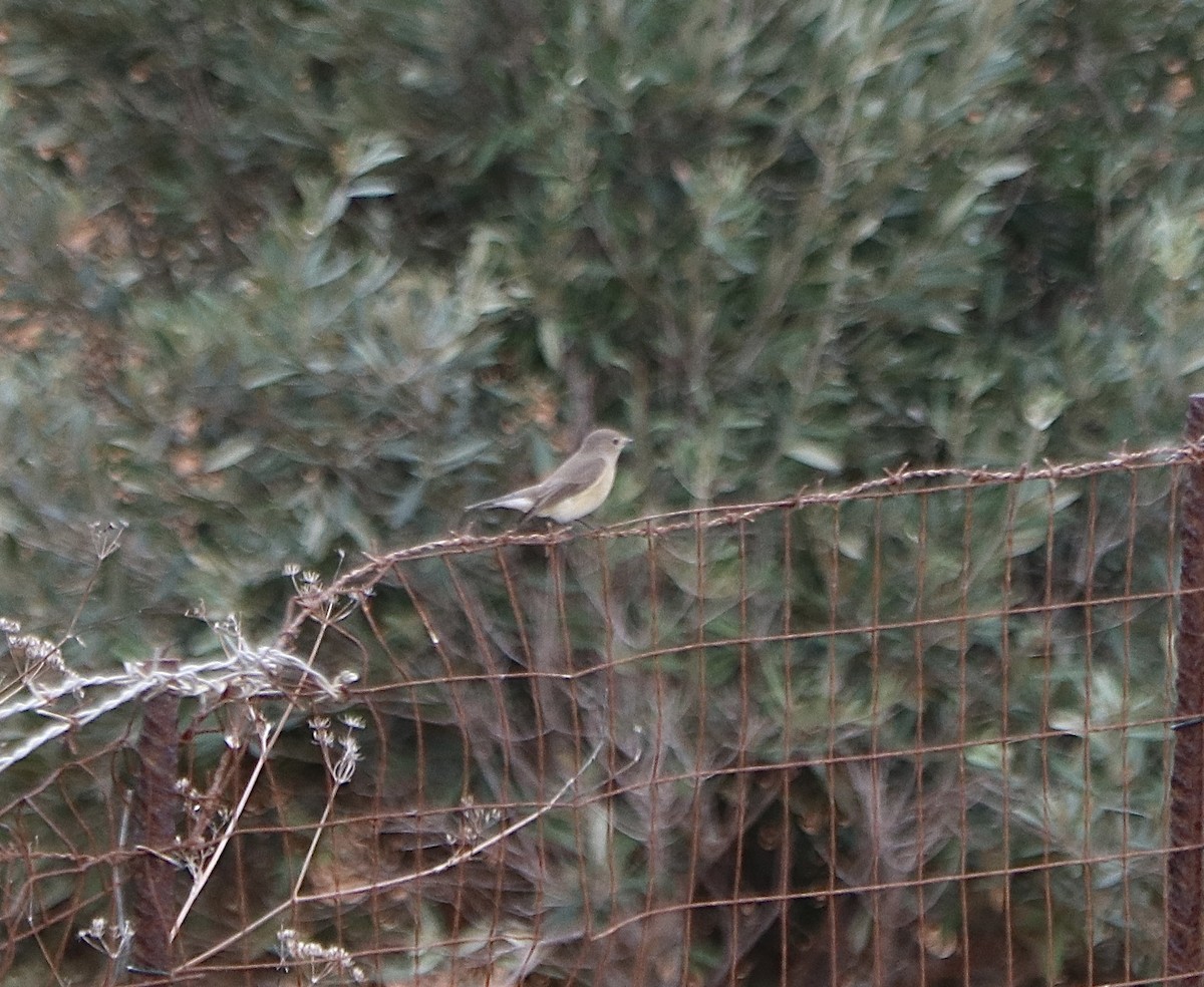 Red-breasted Flycatcher - ML643693635