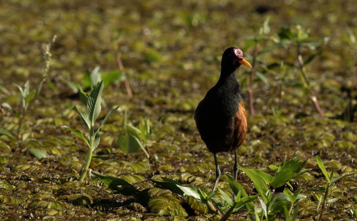 Wattled Jacana - ML643693636