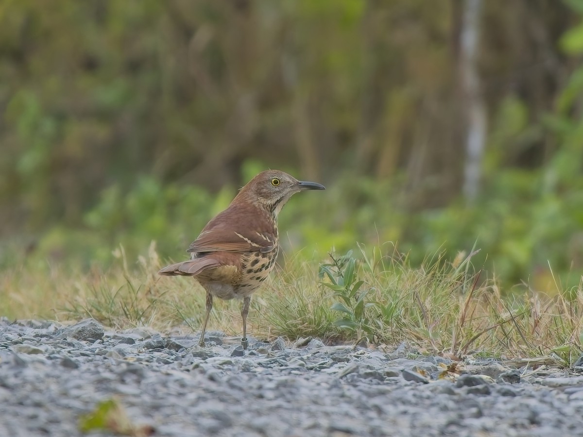 Brown Thrasher - ML643693638