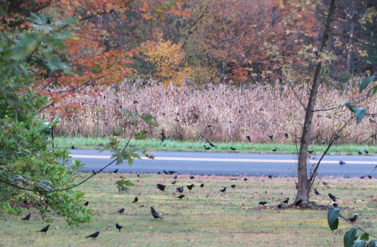 Common Grackle - ML643693652