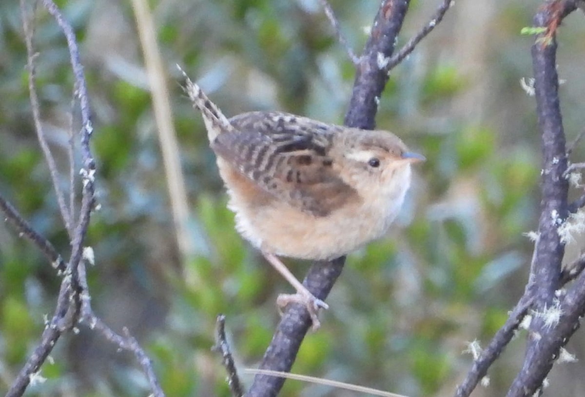 Grass Wren - ML643693670
