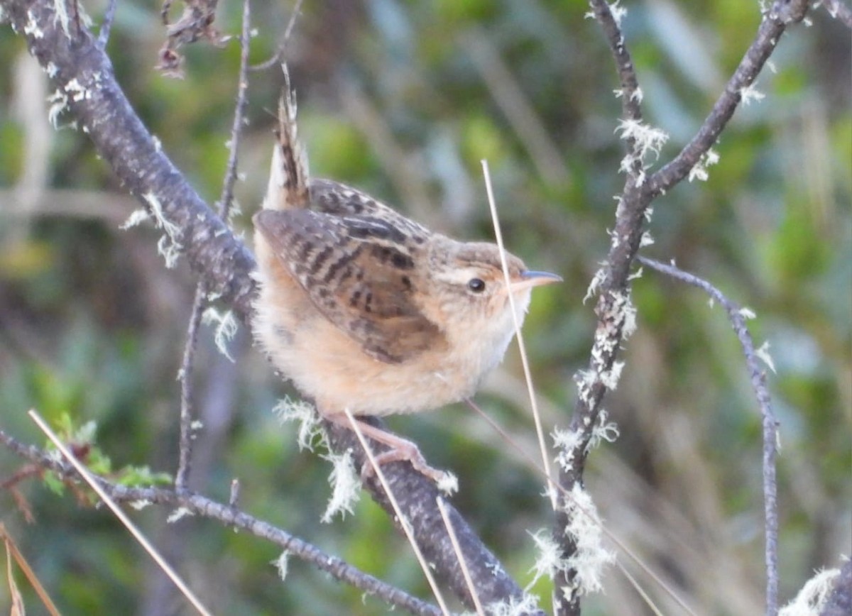 Grass Wren - ML643693671