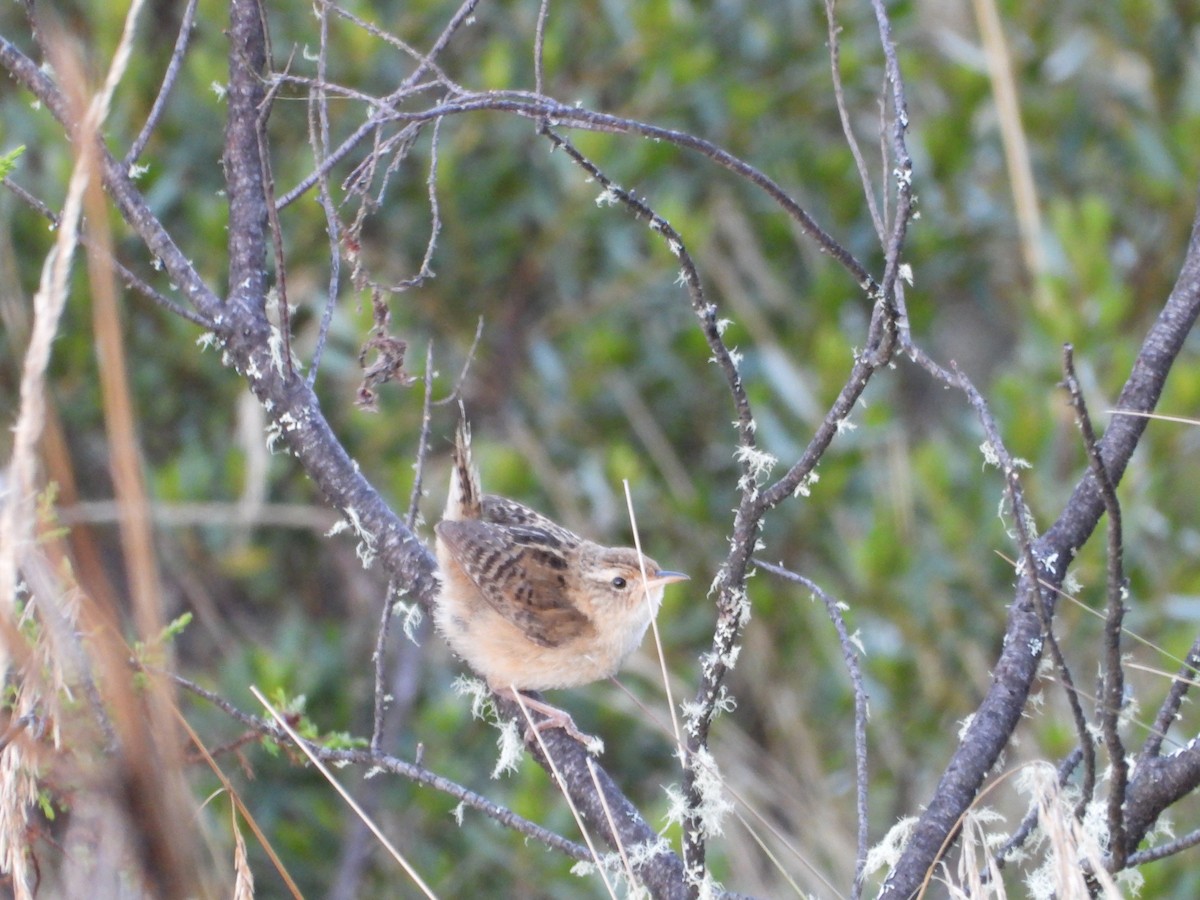 Grass Wren - ML643693673