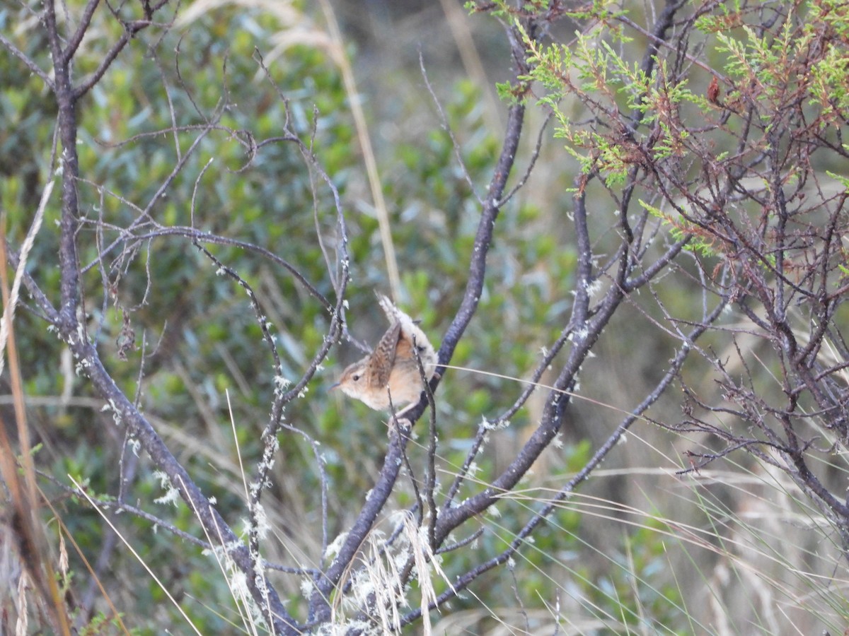 Grass Wren - ML643693674