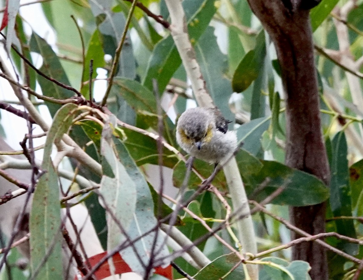 Forty-spotted Pardalote - ML643693677