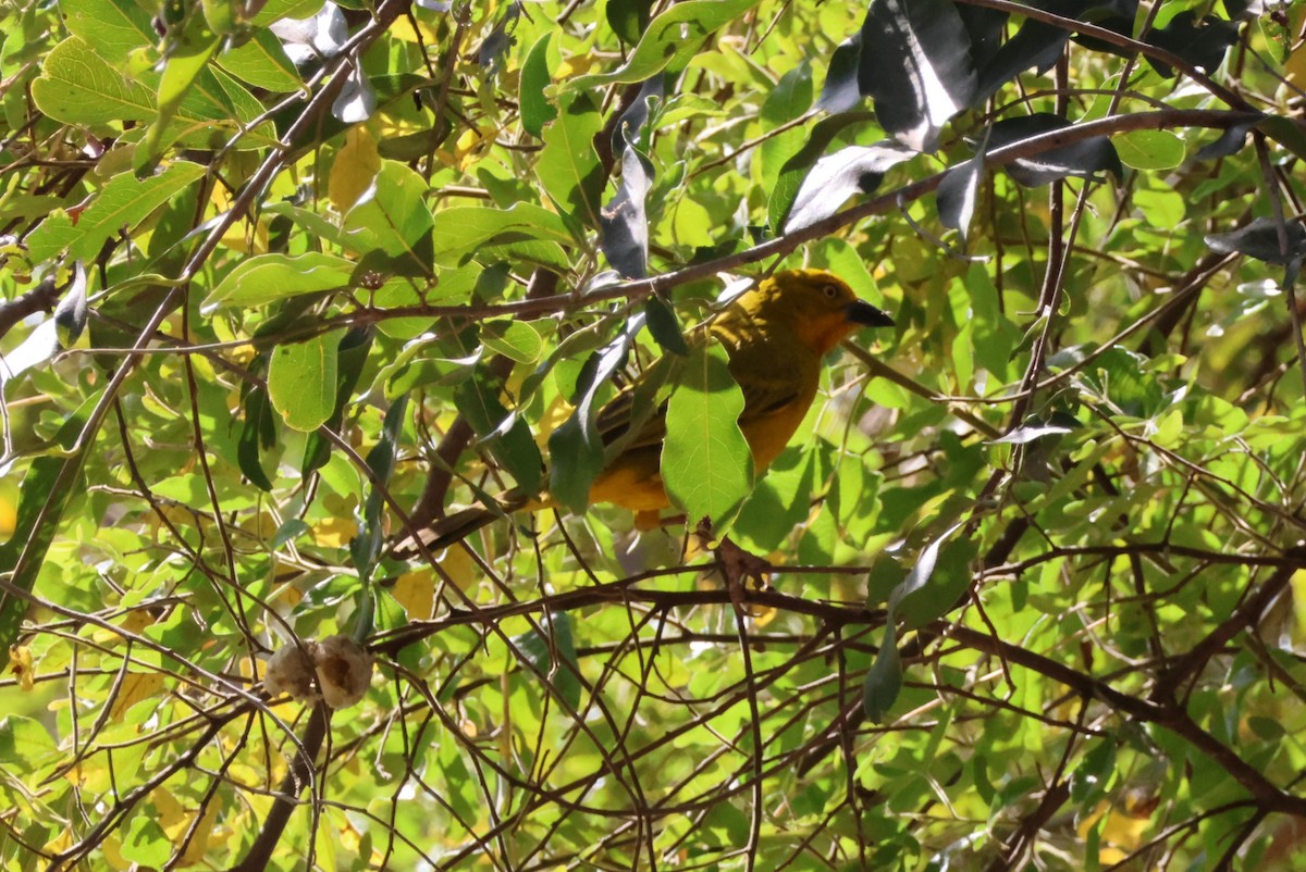 Holub's Golden-Weaver - ML643693693