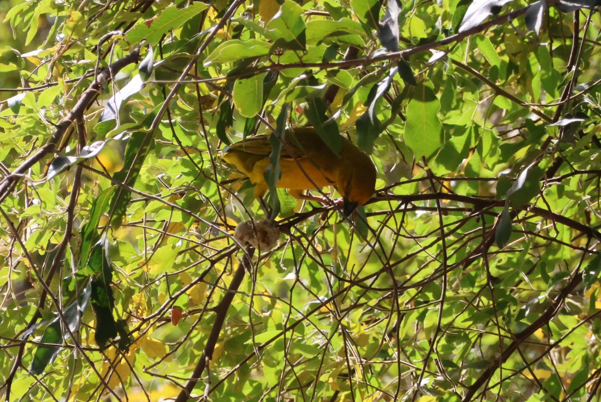 Holub's Golden-Weaver - ML643693694