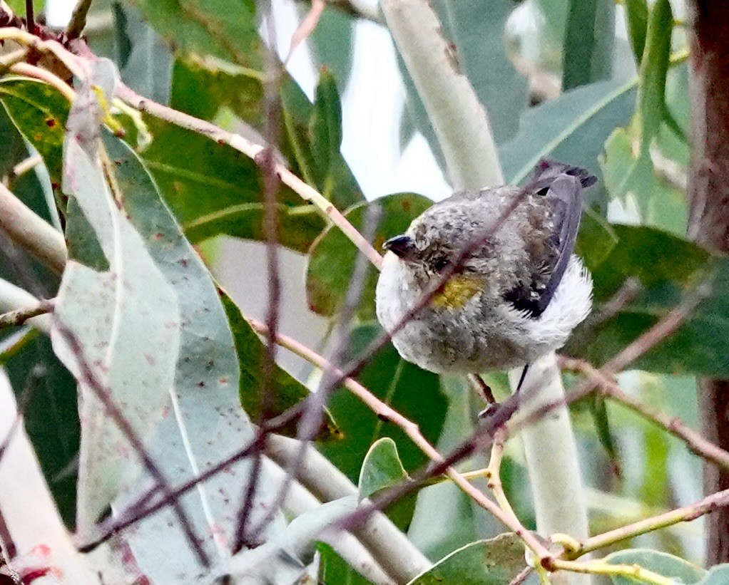 Forty-spotted Pardalote - ML643693696