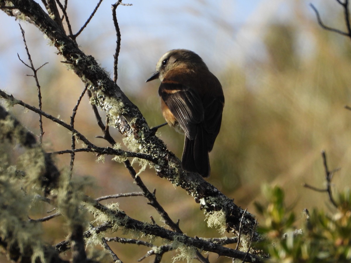 Brown-backed Chat-Tyrant - ML643693702