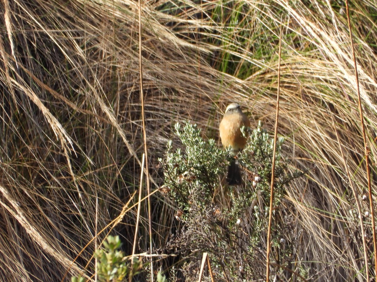 Brown-backed Chat-Tyrant - ML643693703