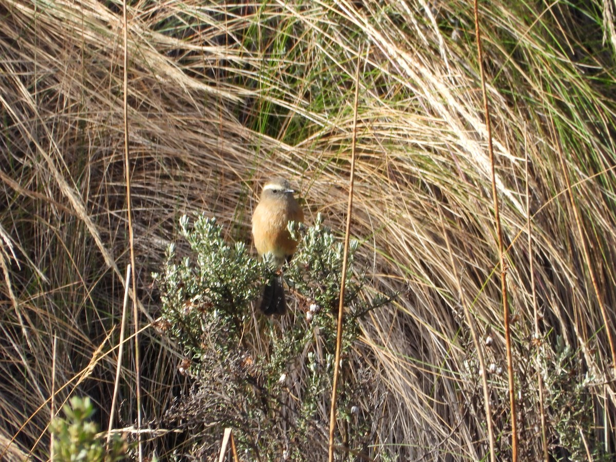 Brown-backed Chat-Tyrant - ML643693704