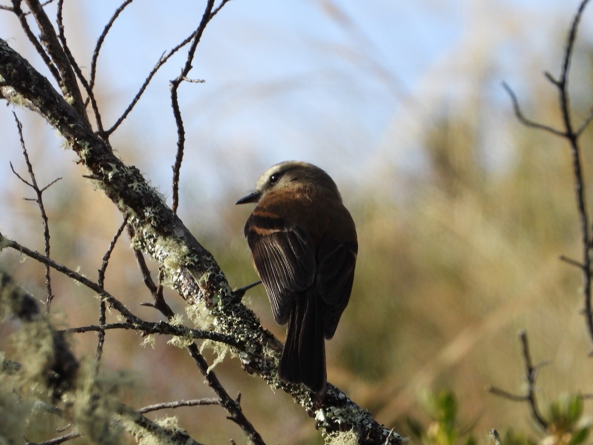 Brown-backed Chat-Tyrant - ML643693705