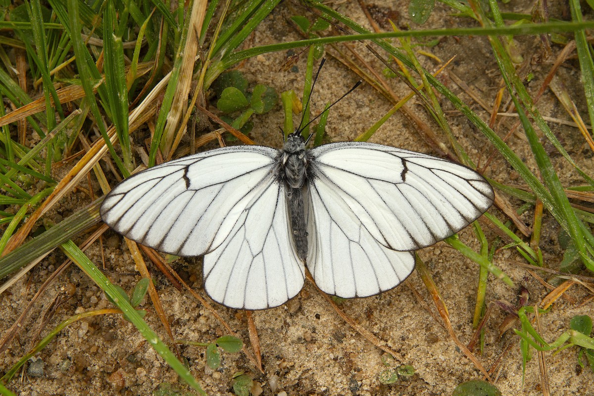 Black-veined White - ML643693707