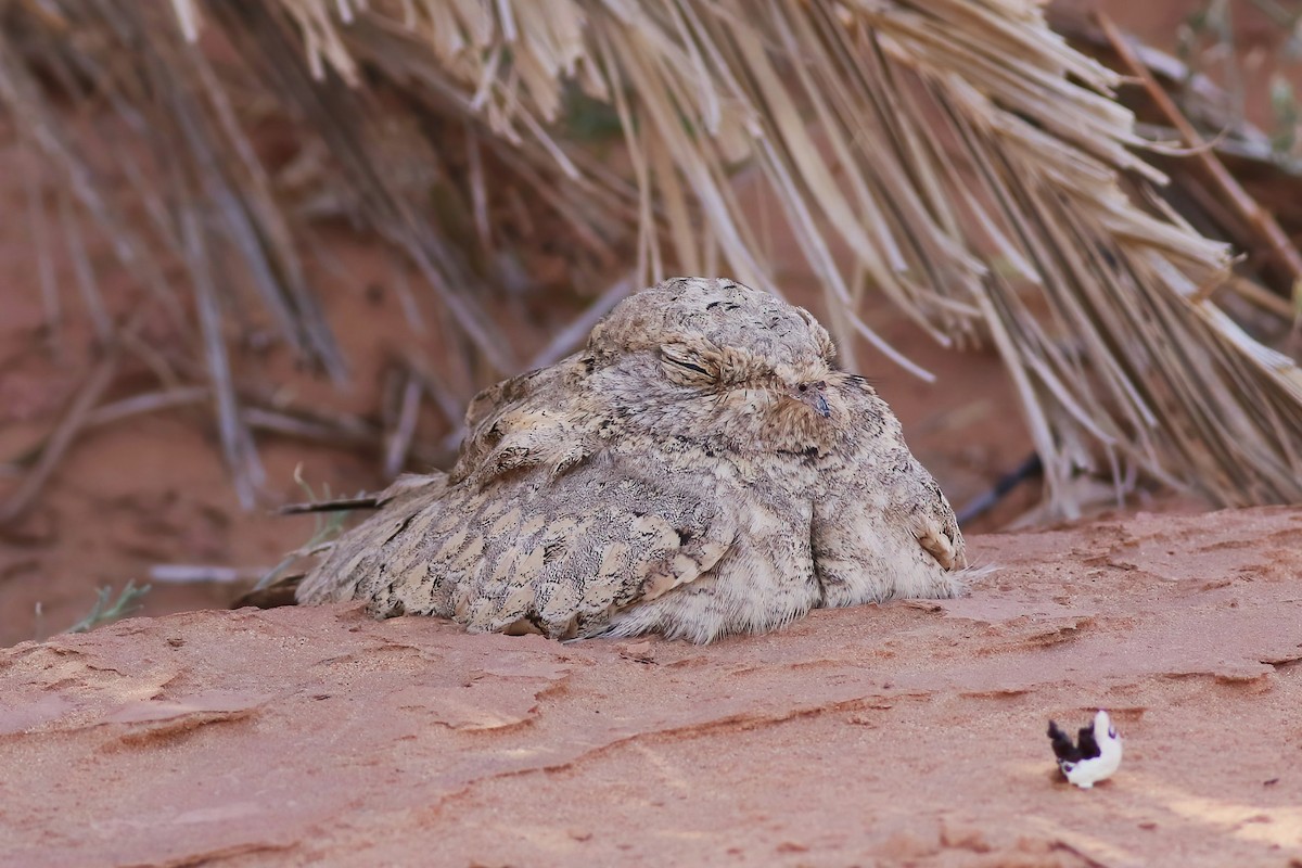Egyptian Nightjar - ML643693710