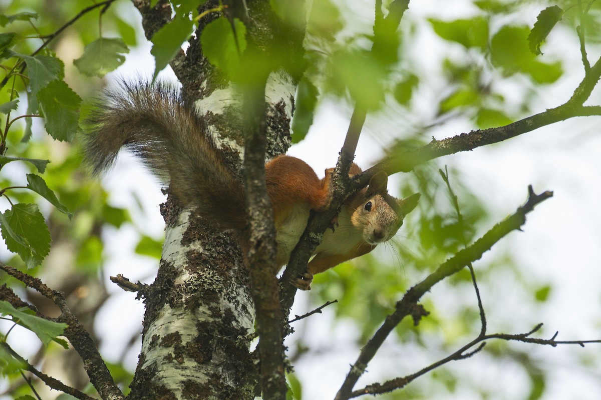 Eurasian Red Squirrel - ML643693714