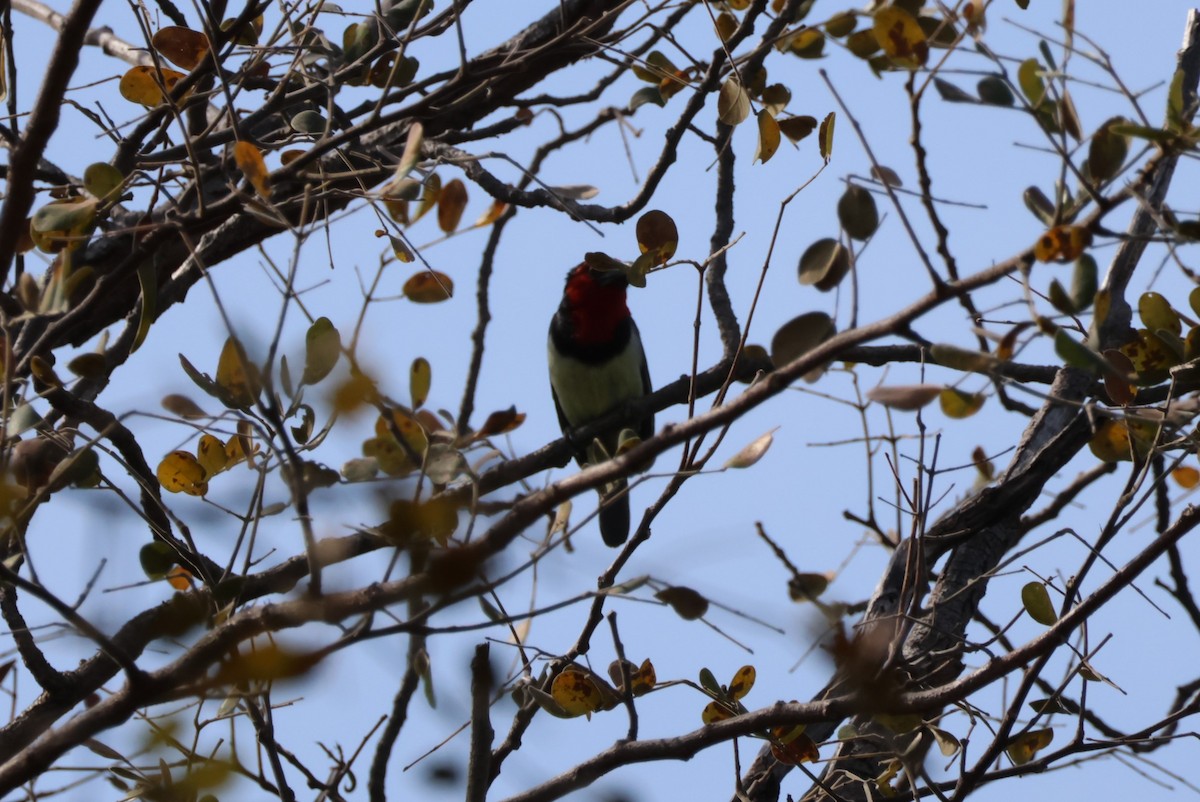 Black-collared Barbet - ML643693723