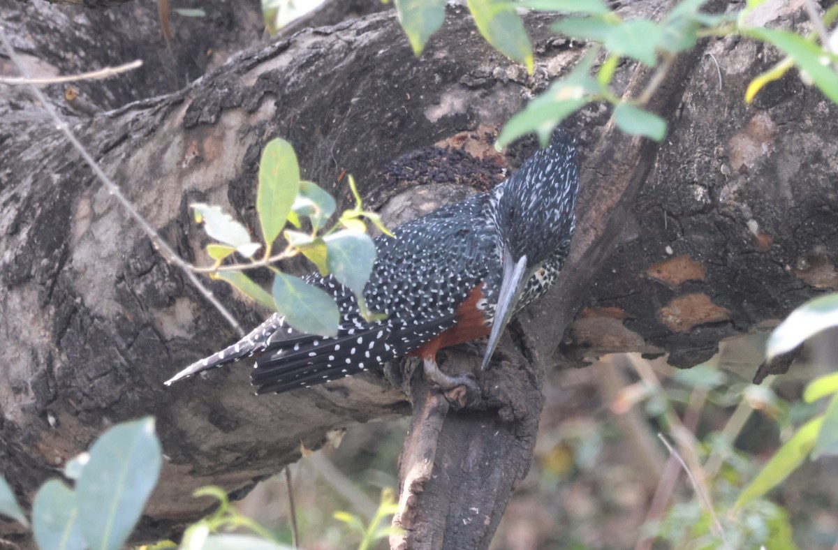Giant Kingfisher - ML643693734