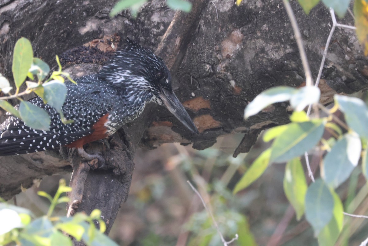 Giant Kingfisher - ML643693736