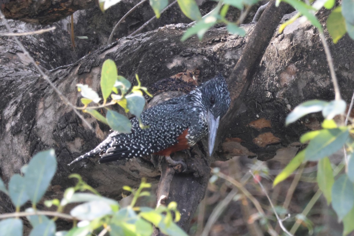 Giant Kingfisher - ML643693738