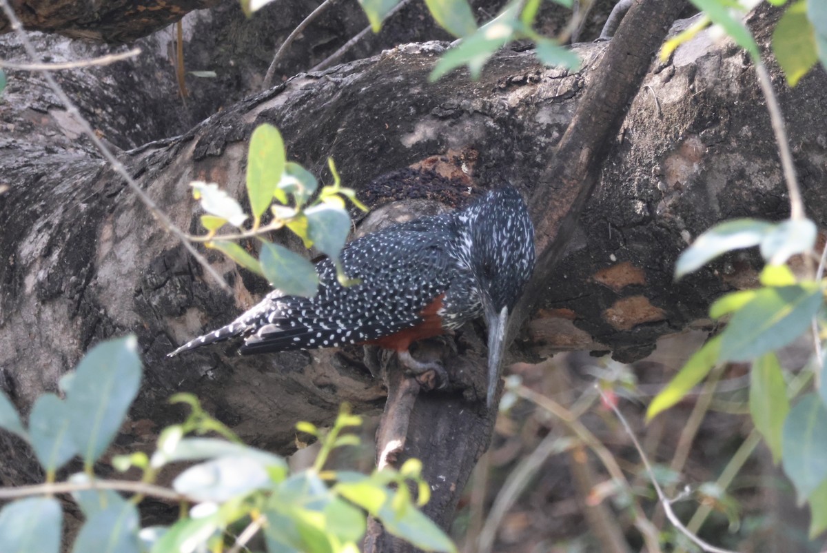 Giant Kingfisher - ML643693739