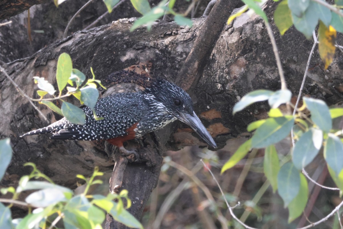 Giant Kingfisher - ML643693741