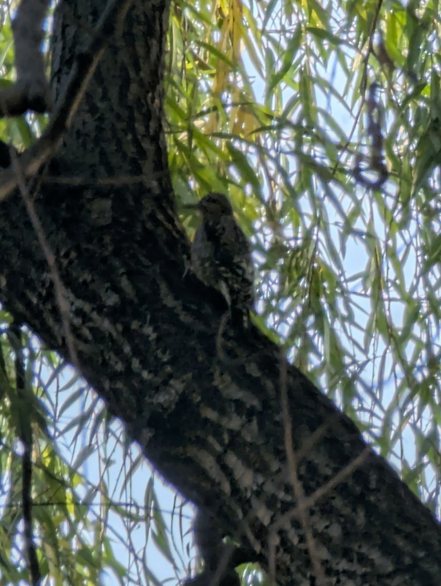 Pic maculé - ML643693757
