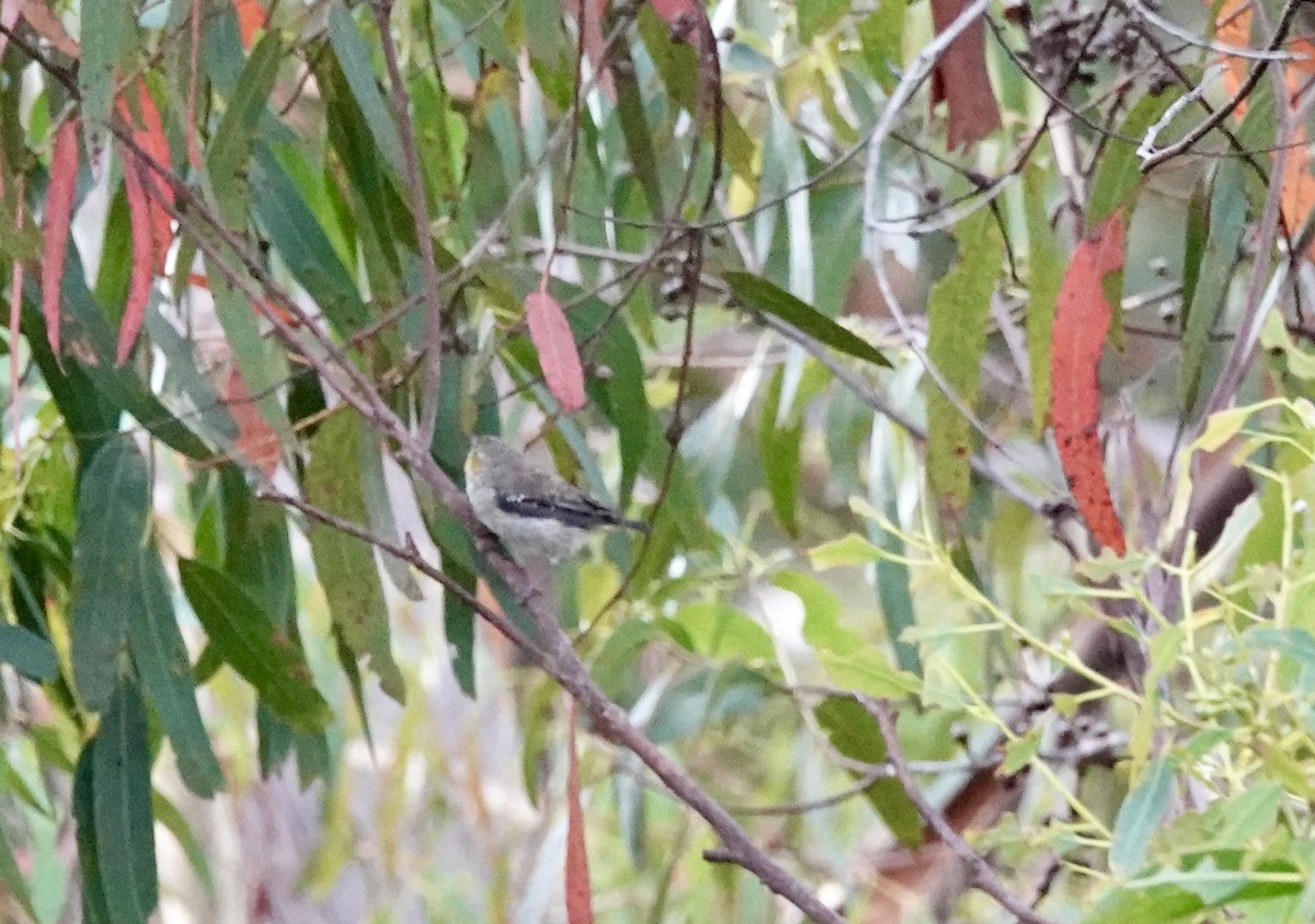 Forty-spotted Pardalote - ML643693800