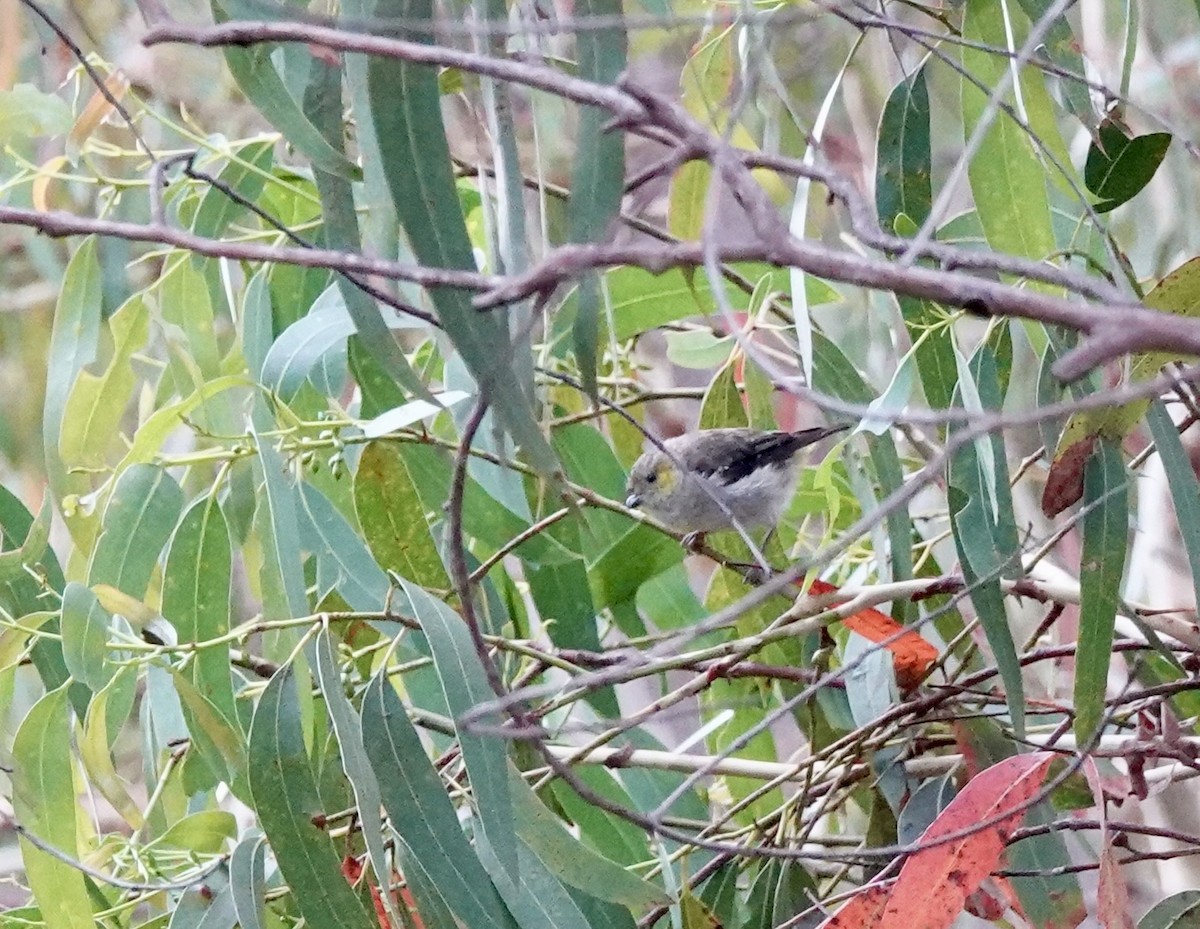 Forty-spotted Pardalote - ML643693801