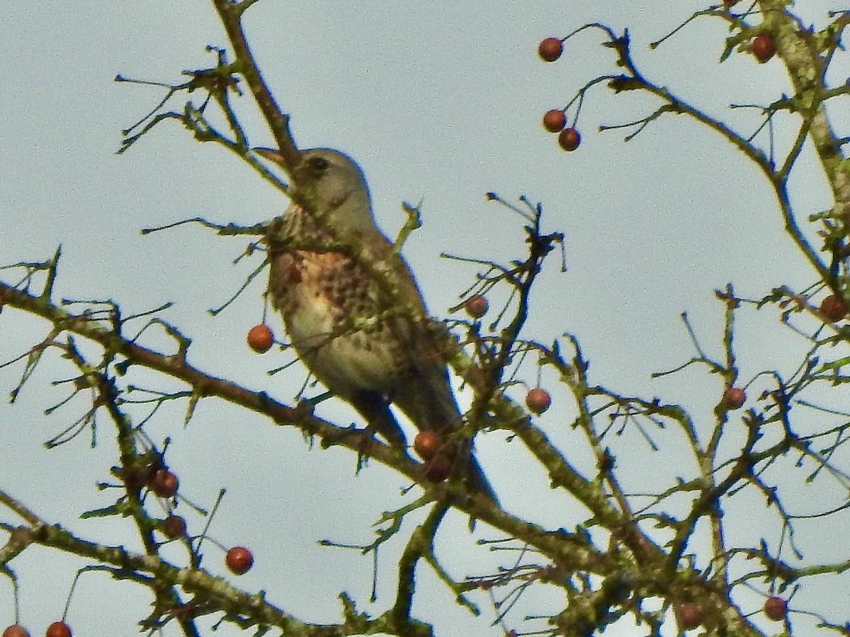 Fieldfare - ML643693810