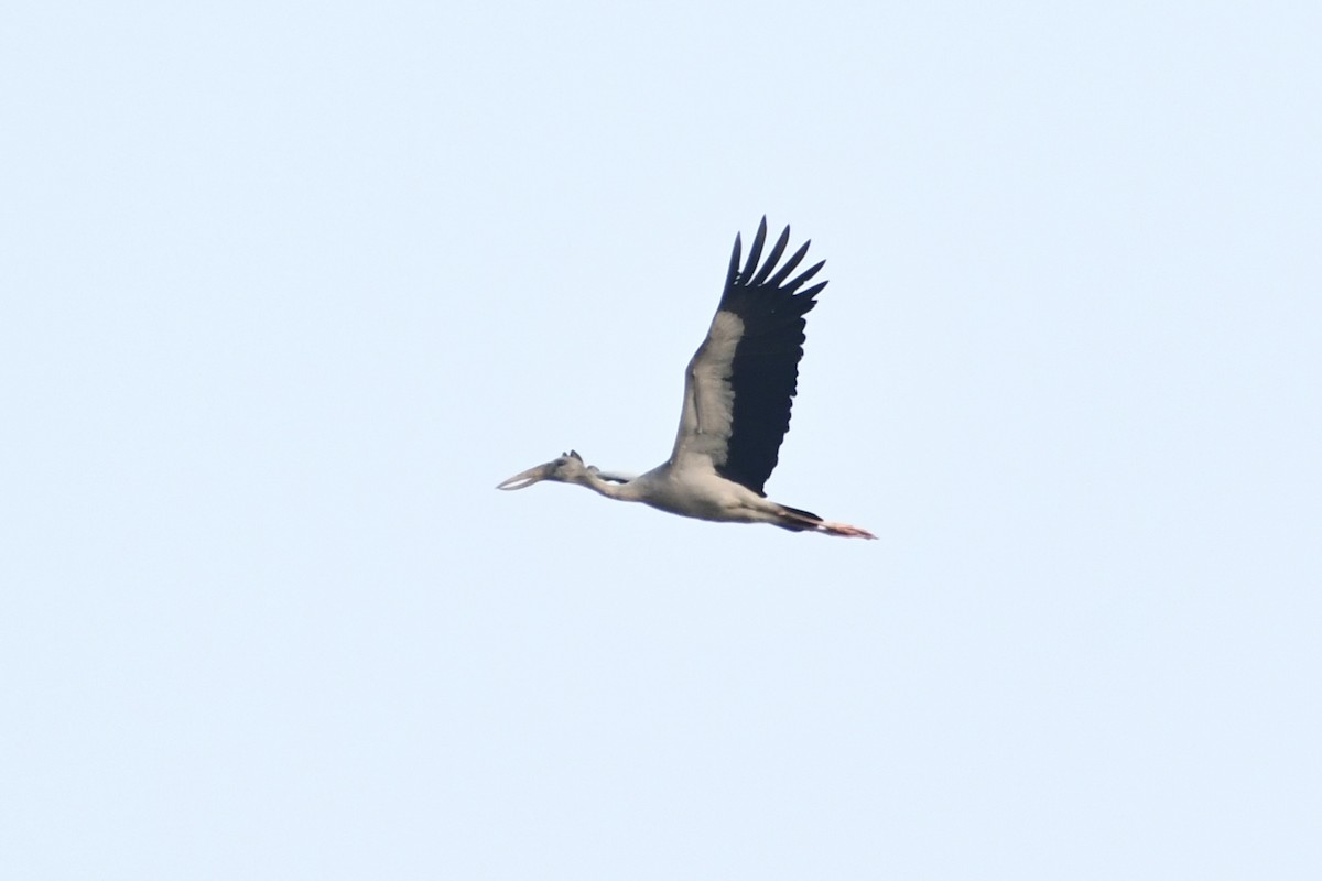Asian Openbill - ML643693814