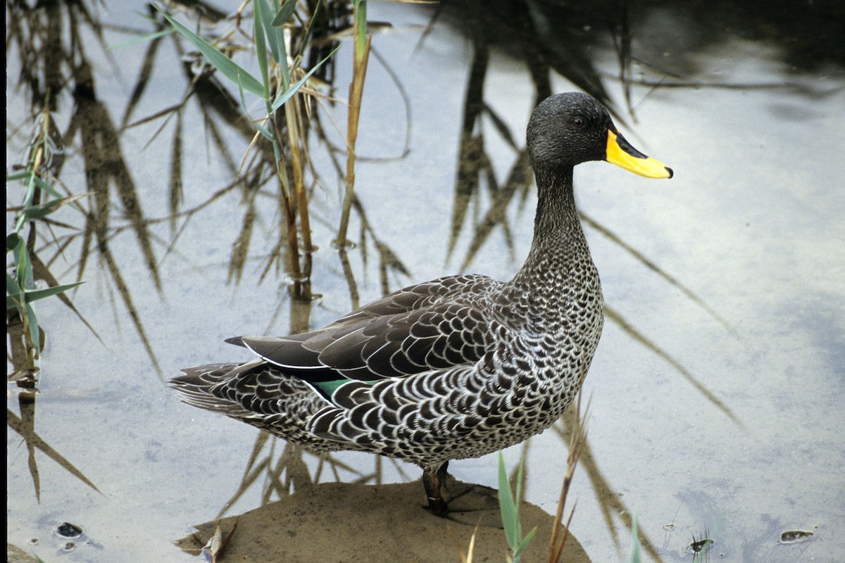 Yellow-billed Duck - ML643693815
