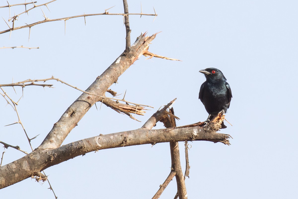 Fork-tailed Drongo (Glossy-backed) - ML643693817
