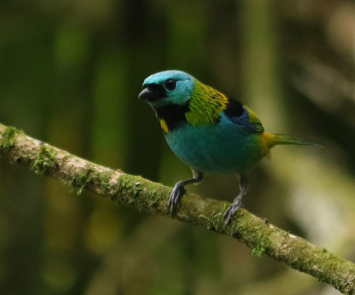 Green-headed Tanager - ML643693824