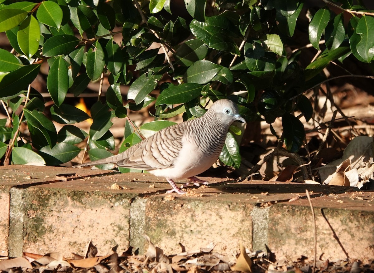 Friedenstäubchen - ML643693828