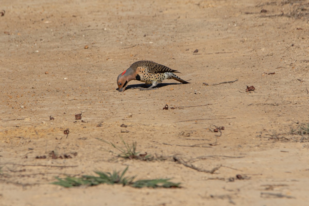 ハシボソキツツキ（auratus／luteus） - ML643693829