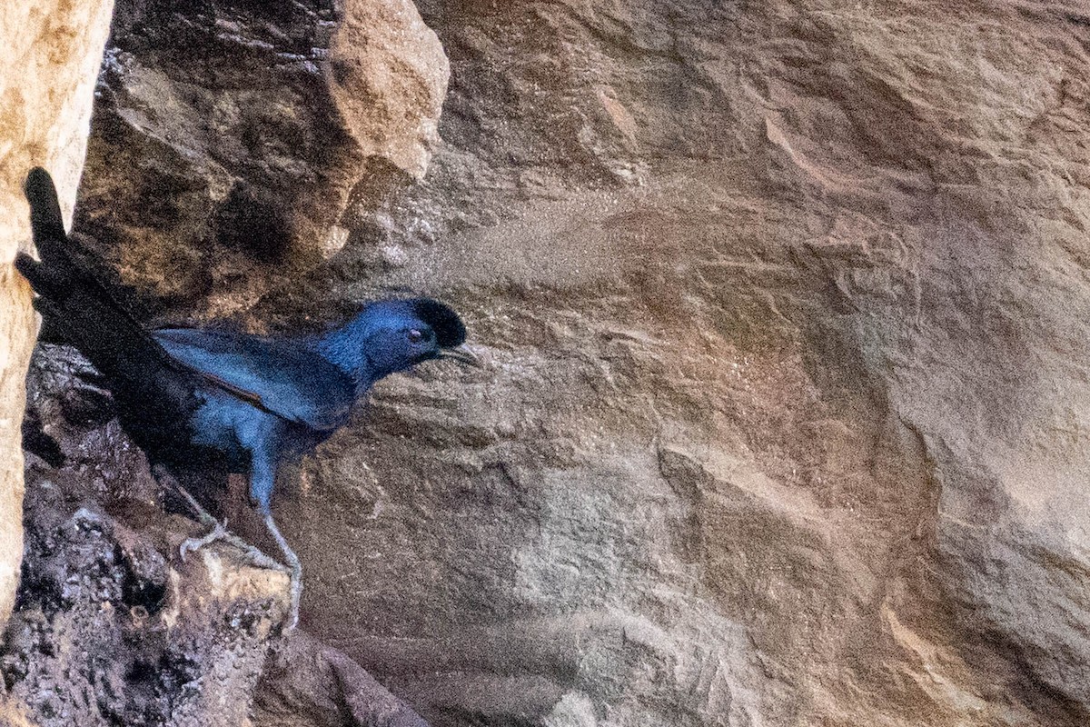 Bristle-crowned Starling - ML643693833