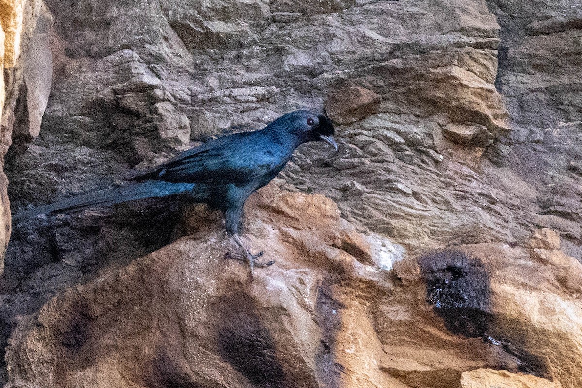 Bristle-crowned Starling - ML643693834