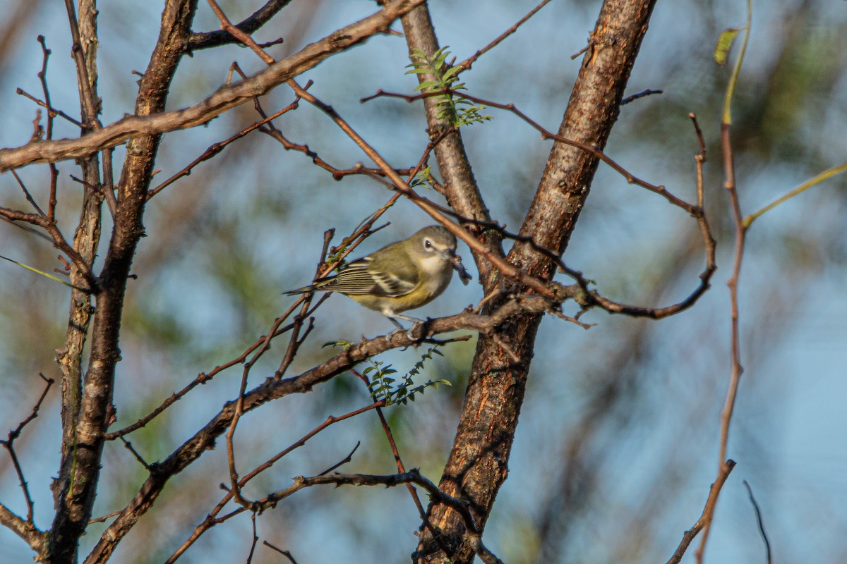 Blue-headed Vireo - ML643693839
