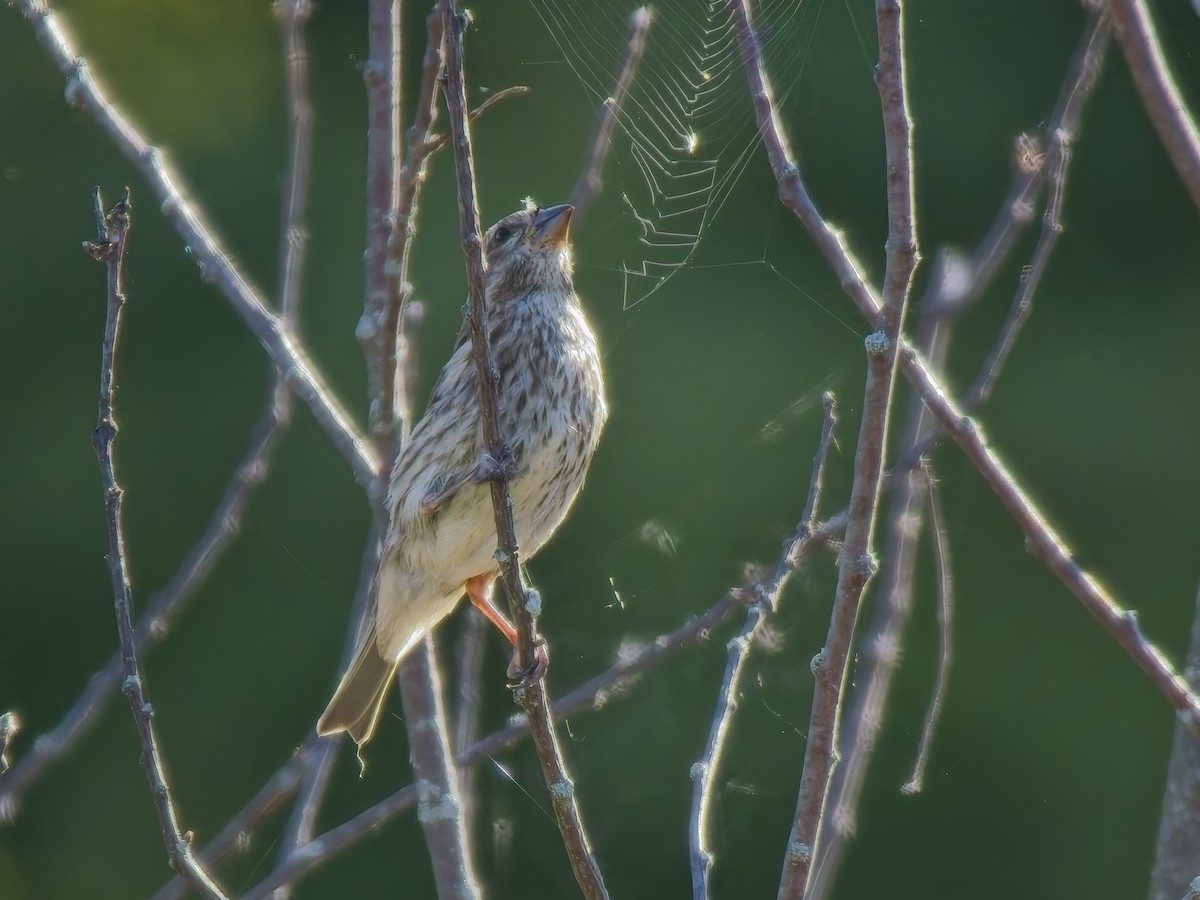 Purple Finch - ML643693845