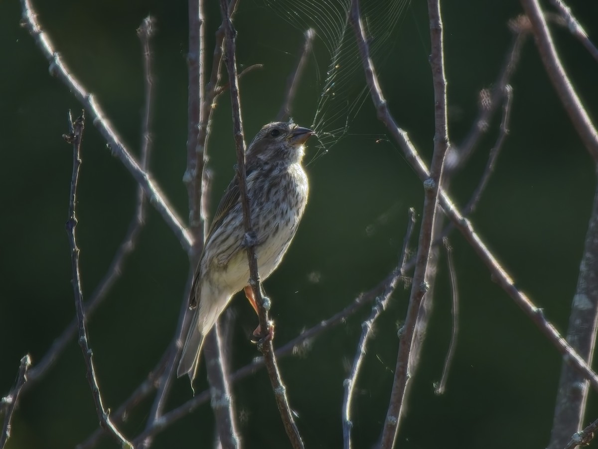 Purple Finch - ML643693846