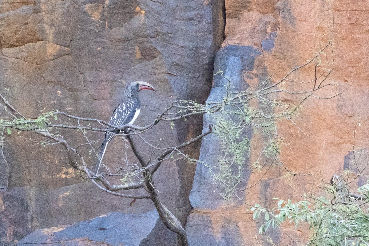 Hemprich's Hornbill - ML643693861
