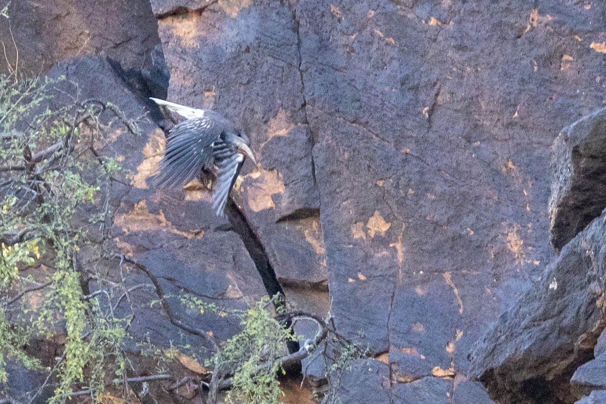 Hemprich's Hornbill - ML643693862